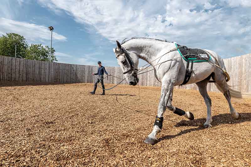 Lunging Arena